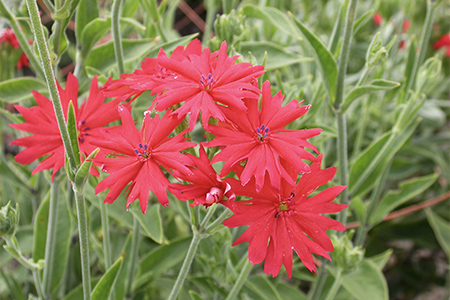 センノウの花の写真