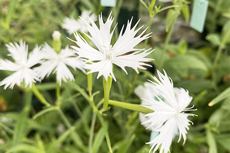 センノウの花の写真