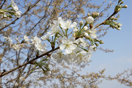 サクラの花の写真