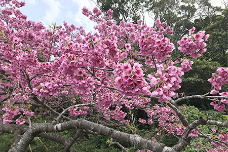 サクラの花の写真