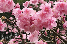 サクラの花の写真