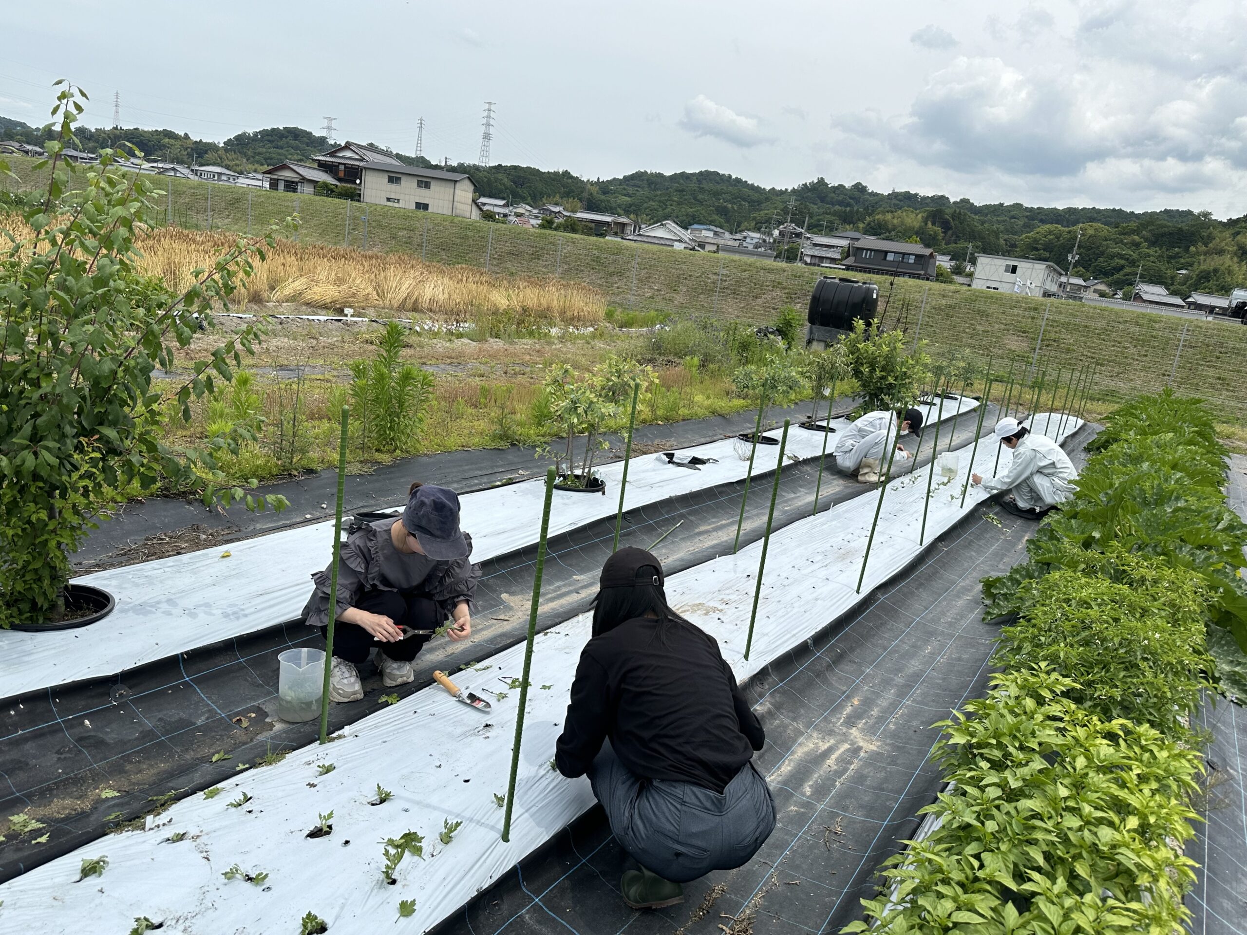 「坂本菊」定植